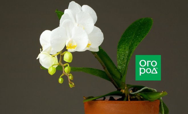 : Орхидея в горшке
