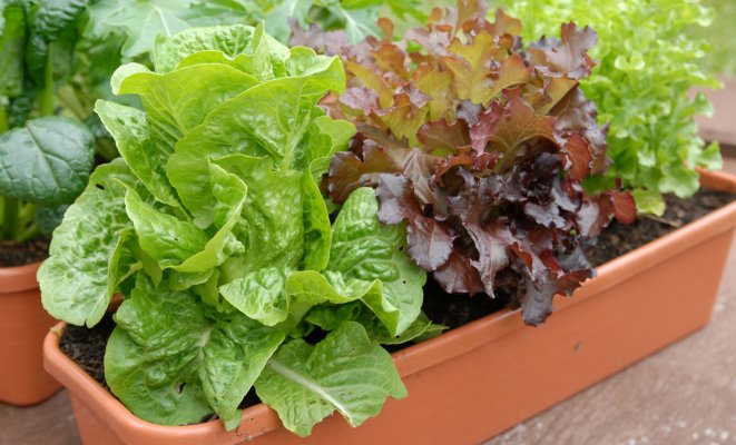 : Как вырастить салат на подоконнике