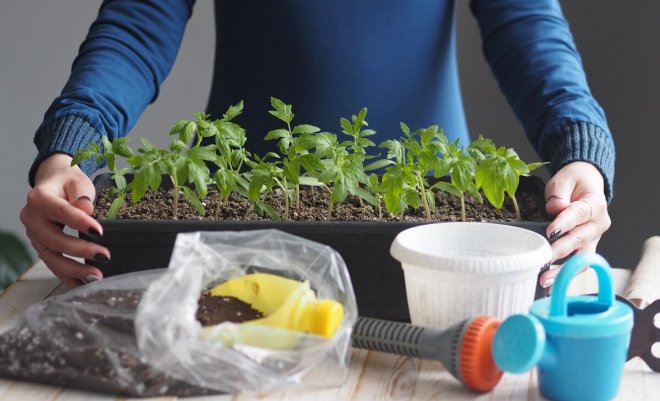 : Как правильно выращивать рассаду томатов