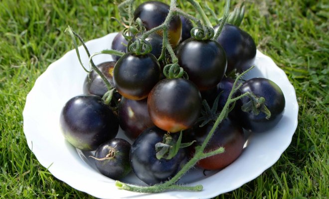 : Черные томаты секрет долголетия