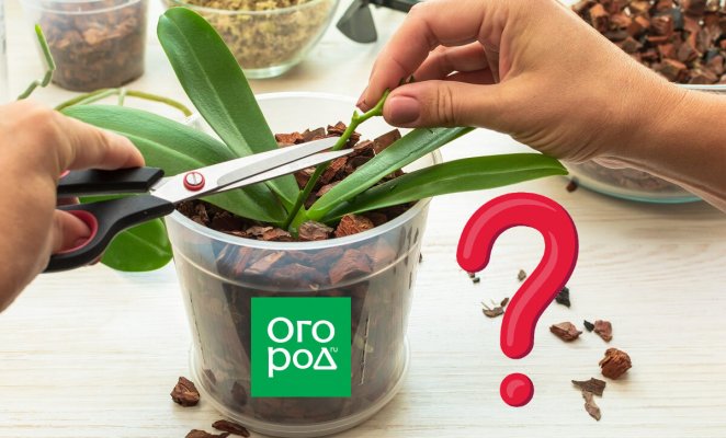 : Нужно ли обрезать орхидею после цветения