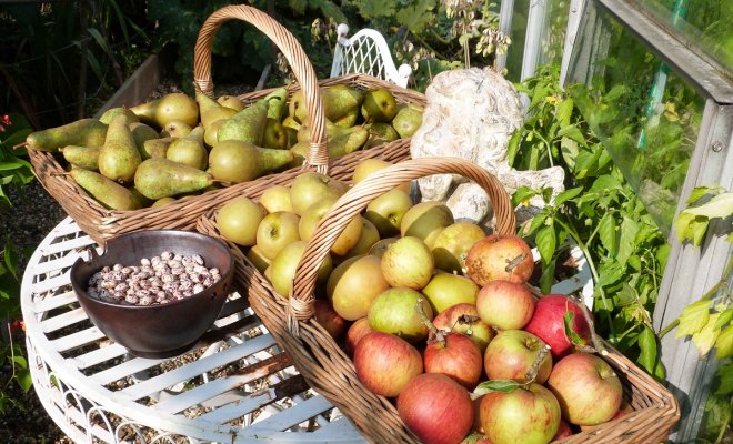 : Когда и как собирать урожай яблок и груш