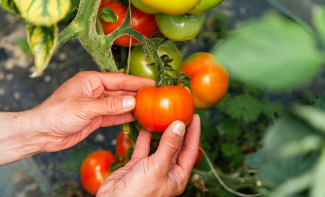 : Что сделать с томатами летом для хорошего урожая