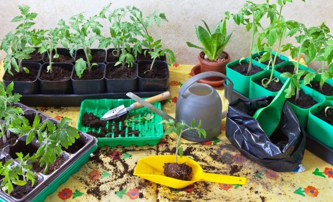 : Как правильно выращивать рассаду