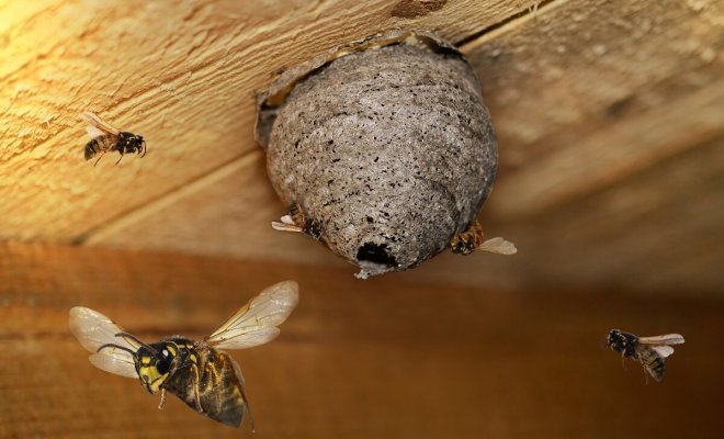 Как избавиться от гнезда ос на балконе: полезные советы