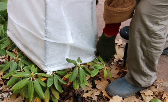 : Как подготовить рододендрон к зиме