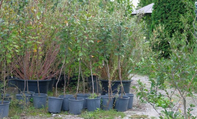 : Как правильно посадить деревья в саду