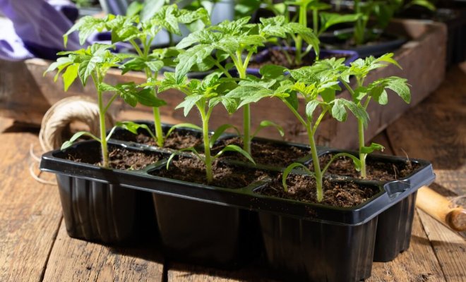 : Как правильно вырастить рассаду помидоров
