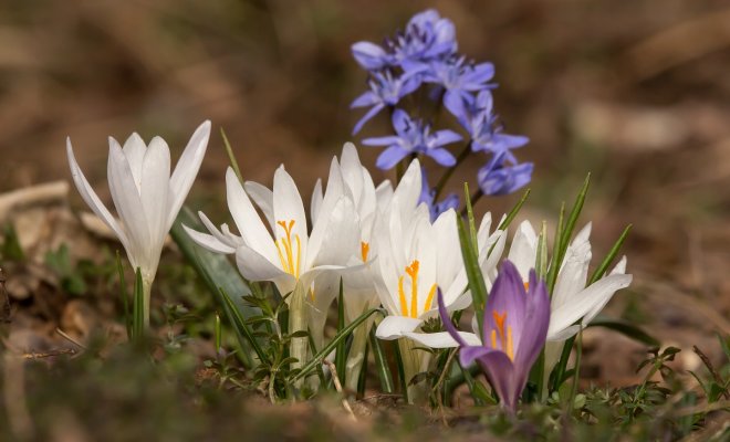 : Растения, цветущие ранней весной