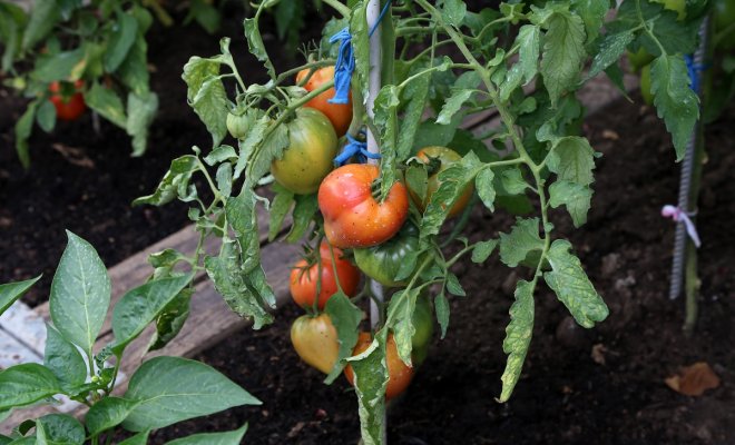 : Что посадить рядом с томатами