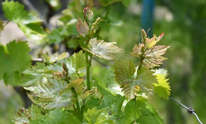 Виноград посадка и уход в открытом грунте для новичков