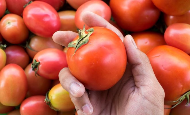 : Классификация видов, групп и сортов томатов