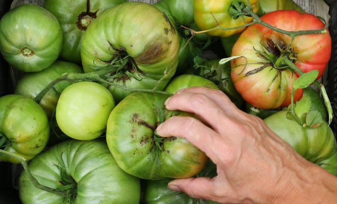 : Как ускорить дозревание зеленых помидоров дома