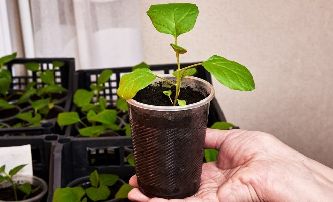 : Как вырастить рассаду баклажанов в домашних условиях