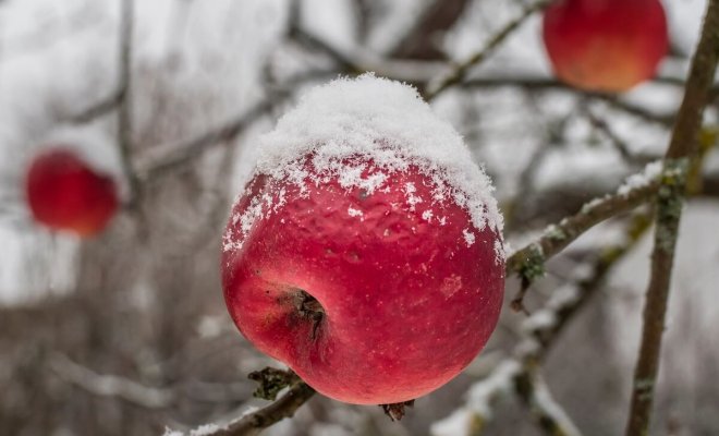 Топ-9 самых вкусных яблок зимних сортов (с фото)