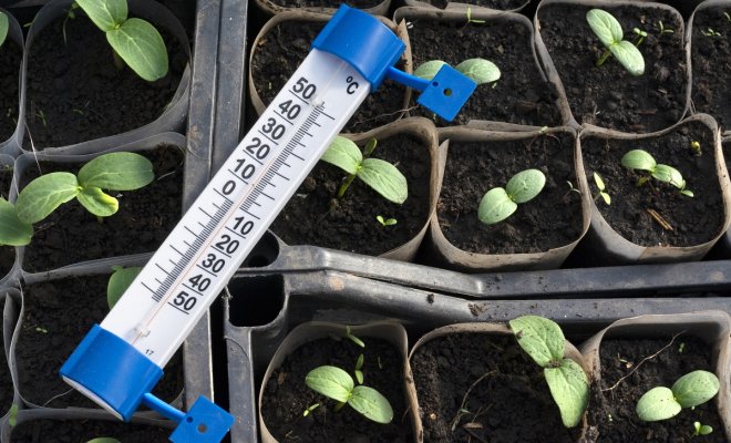 Jak pěstovat sazenice ve skleníku