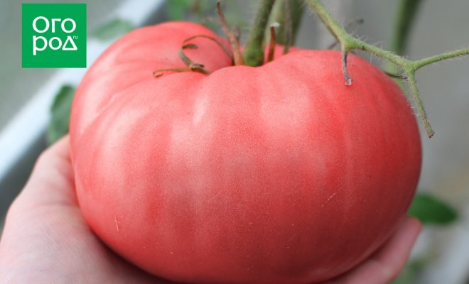 : Сорта томатов с крупными плодами