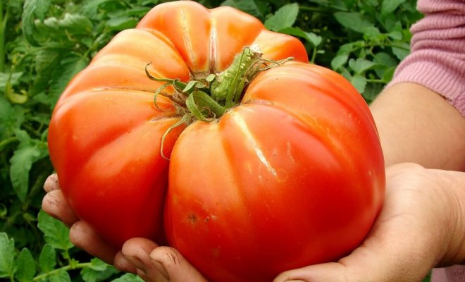 : Крупноплодные сорта томатов