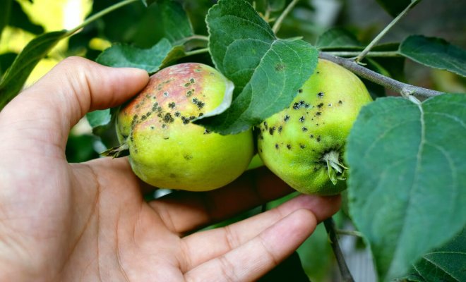 : Самые частые болезни яблонь