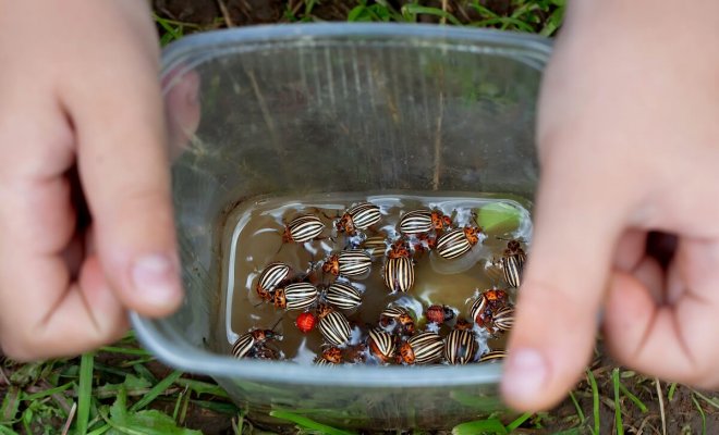 Как избавиться от колорадского жука на картошке навсегда: проверенные способы