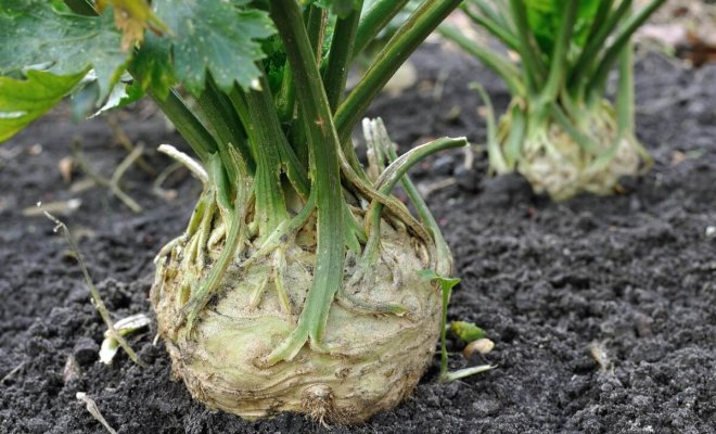 Почему не удается корневой сельдерей: 7 секретов богатого урожая