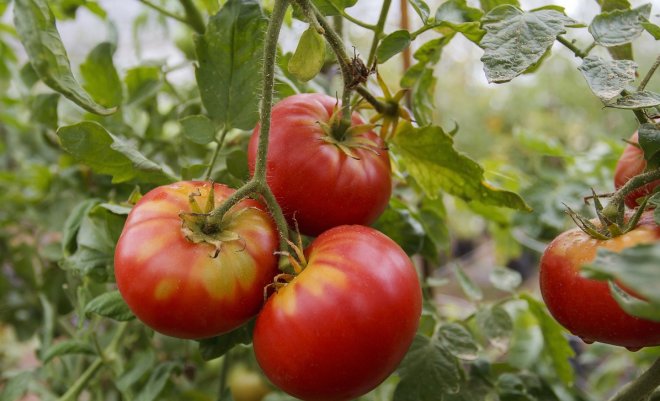 Биологическая защита от бактериальных заболеваний на томатах: эффективные методы и советы