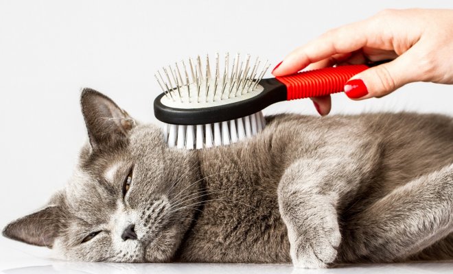 : woman combing British cat on white background