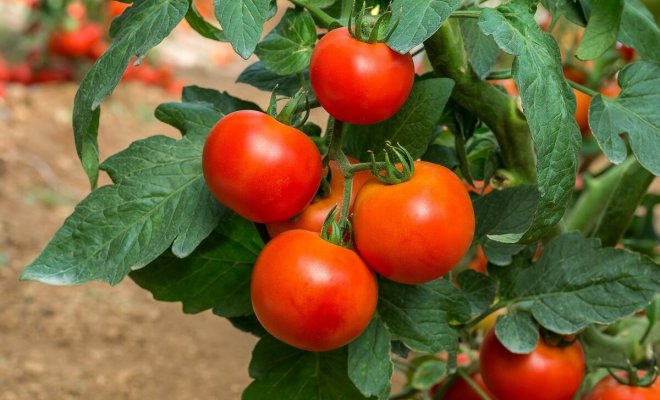 : Ранние сорта томатов для открытого грунта
