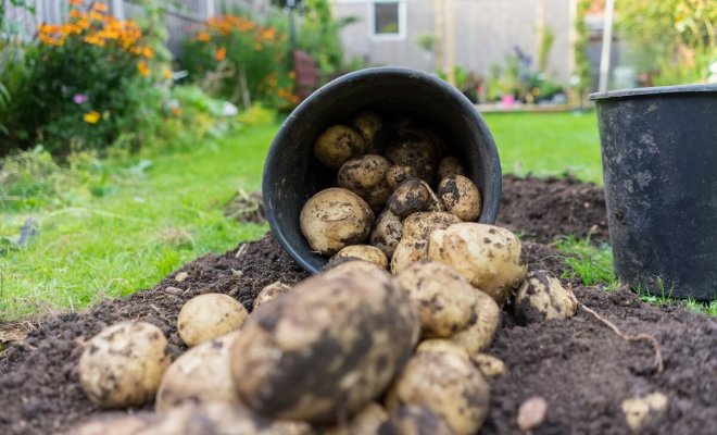 : Что посадить после уборки картофеля