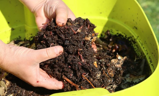 Jak naředit tekutý vermikompost pro okurky?