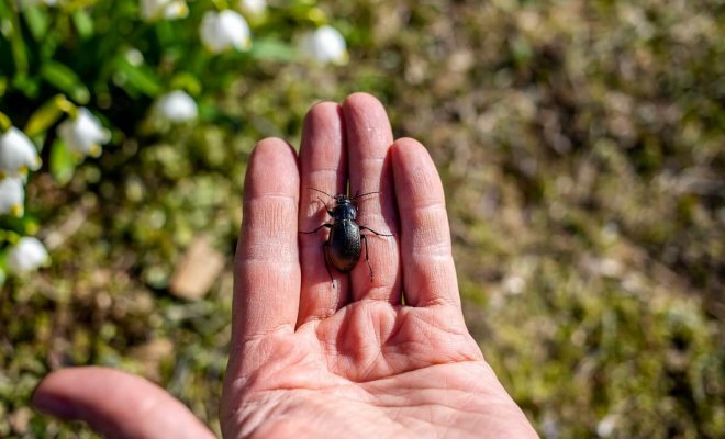 : полезные жуки, которых не стоит истреблять