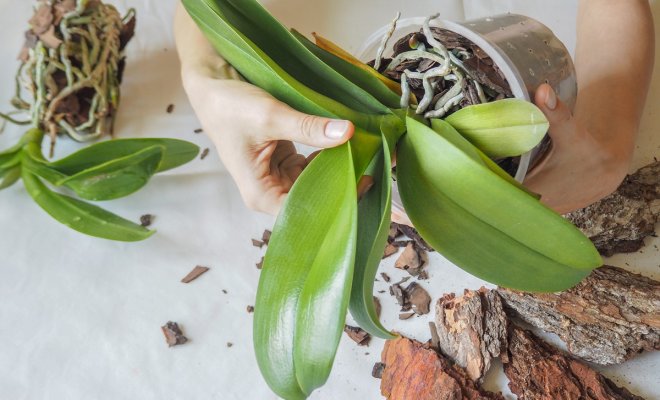 Jak pěstovat phalaenopsis doma?
