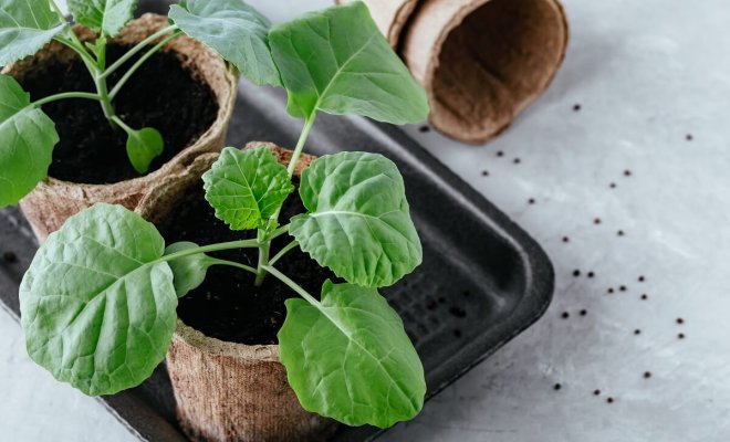 : Как вырастить хорошую рассаду капусты