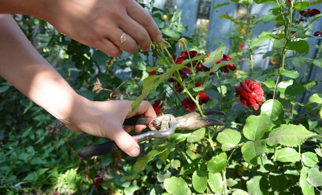 : Как правильно обрезать розы в саду