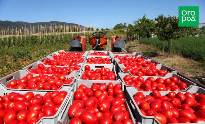 : Как вырастить хороший урожай томатов в засушливое лето