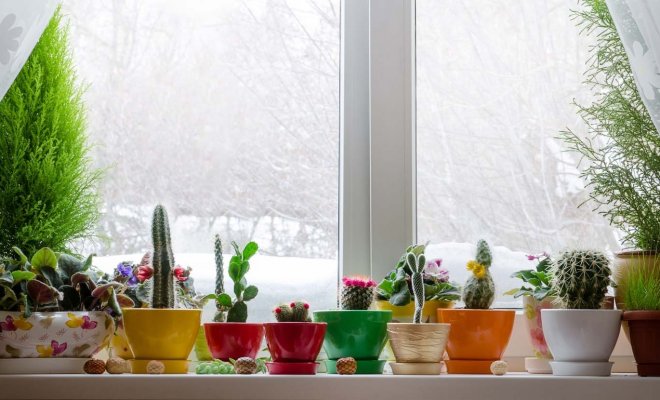 6 pravidel pro zimní péči o pokojové rostliny, bez kterých nemusí přežít do jara