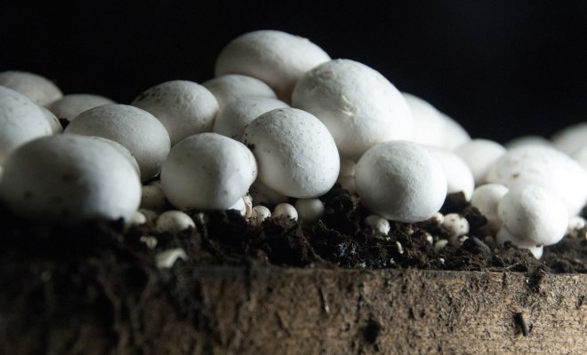 Technologie a vlastnosti pěstování hub ve skleníku pro začátečníky