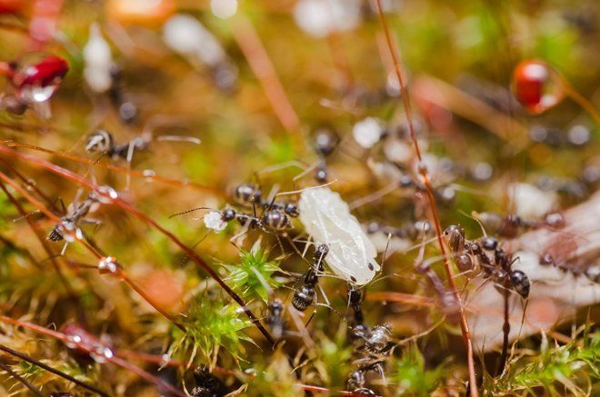 муравьи на тропе
