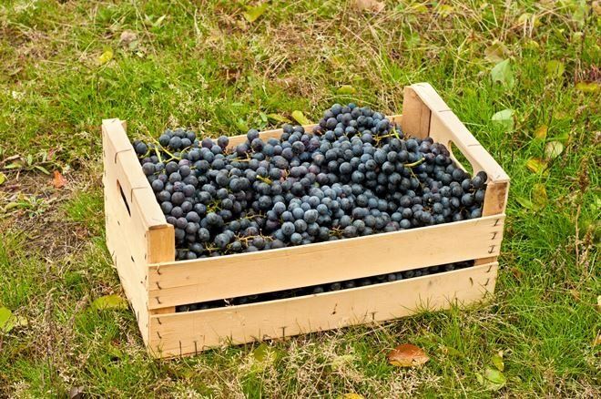 Виноград в ящике
