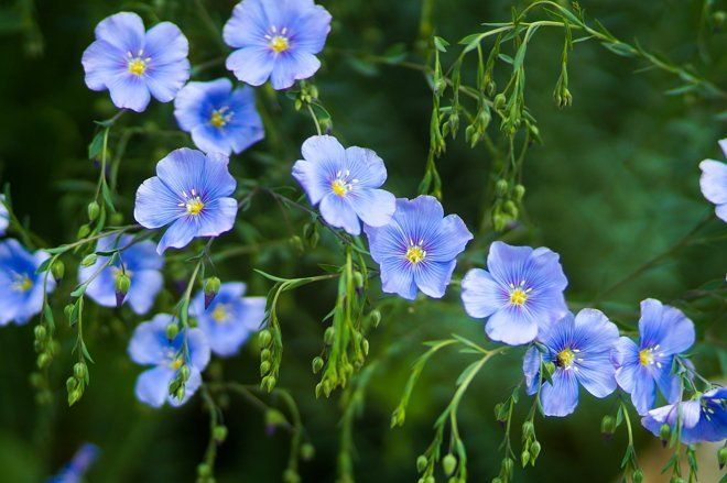 синие цветы полевые