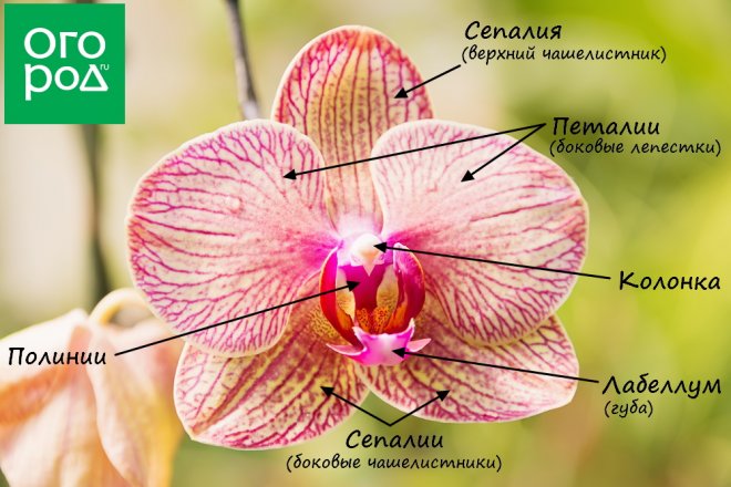 строение цветка орхидеи