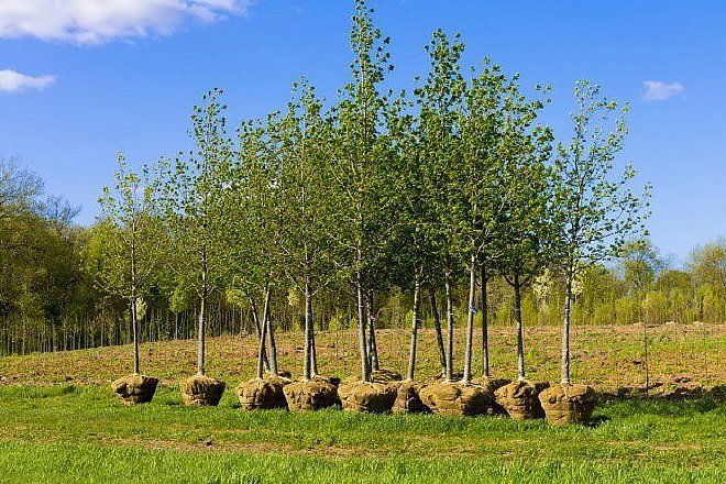 Доклад: Как беречь и сажать деревья