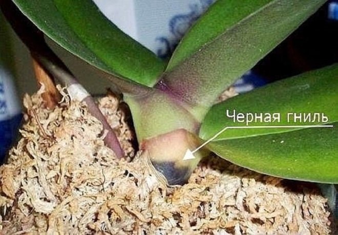 Орхидеи Болезни Листьев Фото Лечение