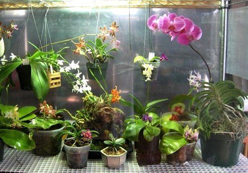 Досвечивание орхидей