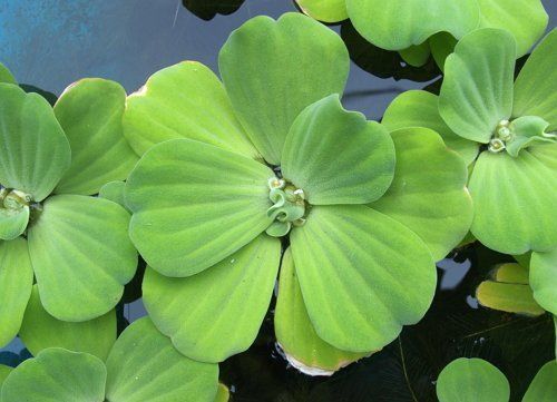 5 легких растений для пруда, которые можно вырастить даже новичку