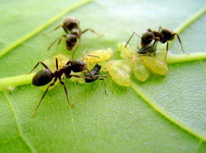 муравьи и тля