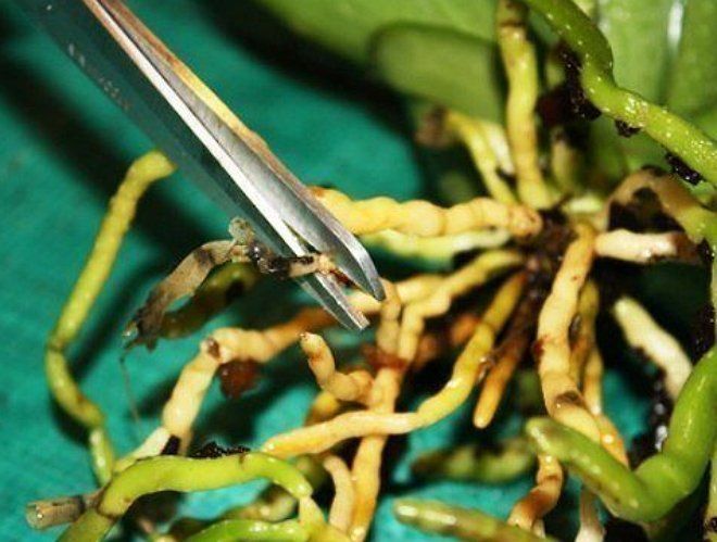 Обрезка поврежденных корней фаленопсиса