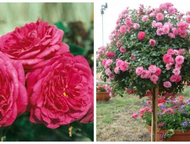 7 популярных сортов для формирования розы на штамбе