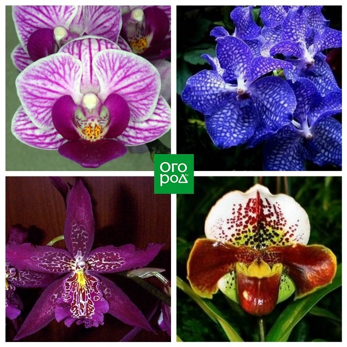 Цветки орхидеи