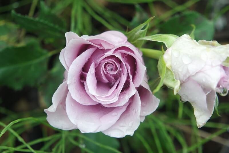 10 самых привлекательных сортов фиолетовых роз | В цветнике (Огород.ru)